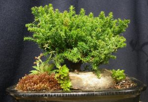 4 Cara Memilih Pohon Bonsai Yang Baik dan Bagus